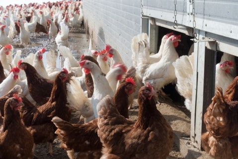 10 Biggest Chicken Producing States in America