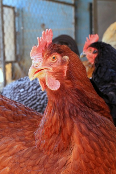 10 Biggest Chicken Producing States in America
