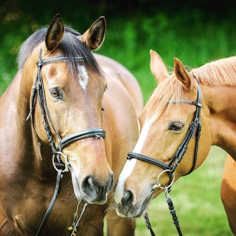 10 States That Produce The Most Horses in America 