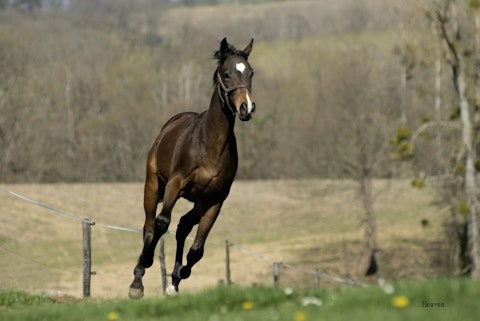 10 States That Produce The Most Horses in America