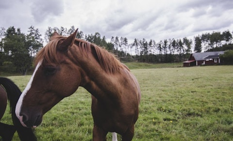 10 States That Produce The Most Horses in America