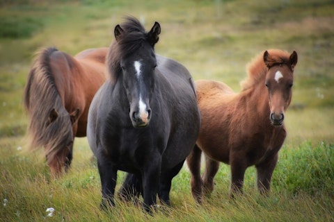 10 States That Produce The Most Horses in America