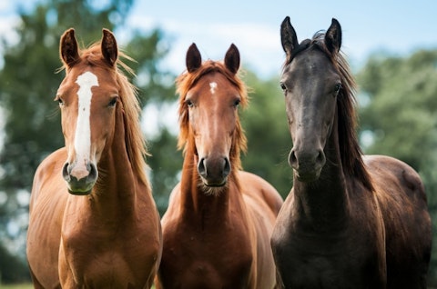 10 Countries That Have The Most Horses In The World