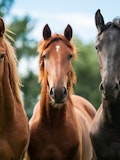 10 States That Produce The Most Horses in America