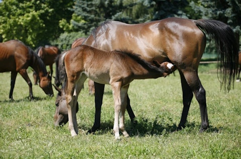 10 States That Produce The Most Horses in America