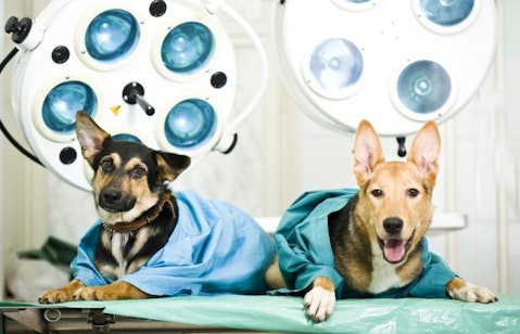 10 Best Cities for Veterinarians
