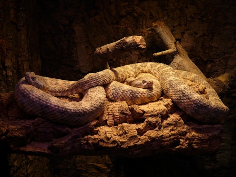 20 Most Venomous Snakes in The World