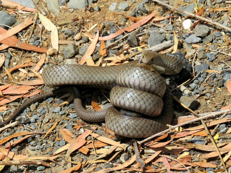 20 Most Venomous Snakes in The World