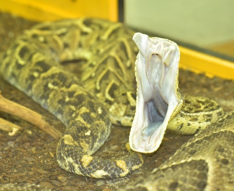 20 Most Venomous Snakes in The World