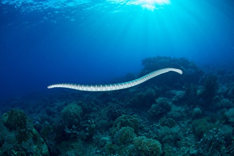 20 Most Venomous Snakes in The World