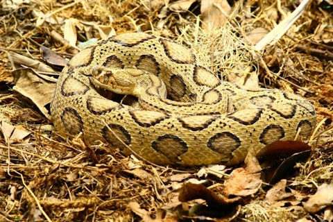 20 Most Deadliest Snakes in the World