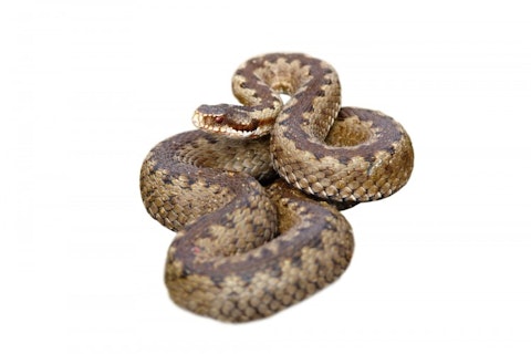 10 Websites to Buy Venomous Snakes Cheap With Free Shipping