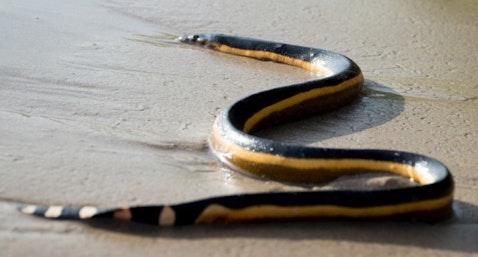 20 Most Venomous Snakes in The World