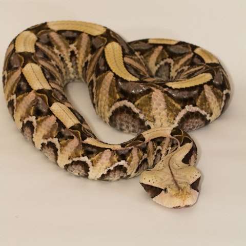 10 Best Snake Bite Antivenom Kits on Amazon and Walmart