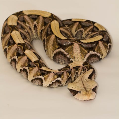 10 Best Snake Bite Antivenom Kits on Amazon and Walmart