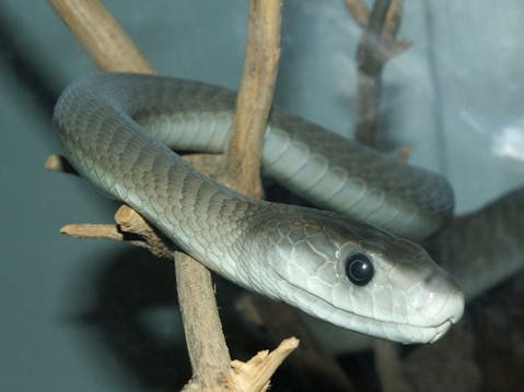 20 Most Venomous Snakes in The World