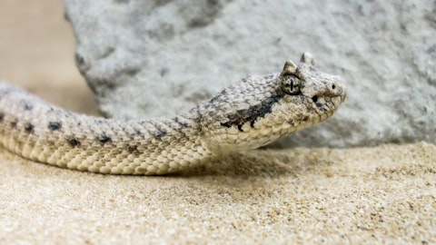 20 Most Venomous Snakes in The World