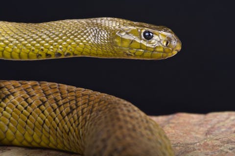 20 Most Venomous Snakes in The World