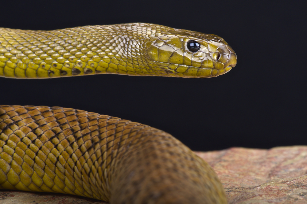 20 Most Venomous Snakes in The World
