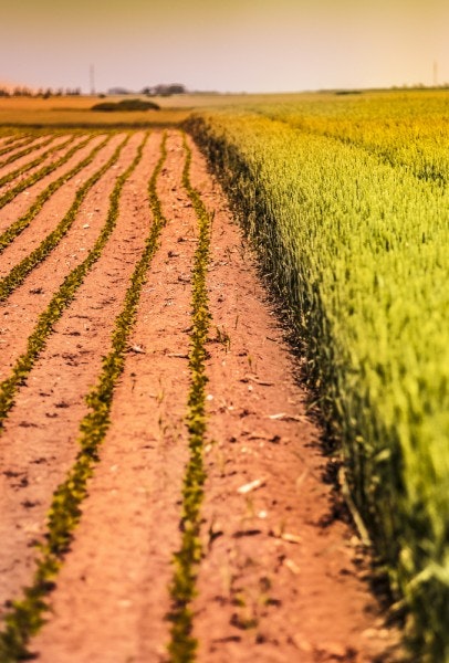 Largest Grain Farms in America