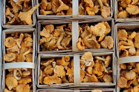 11 Most Profitable Horticulture Businesses to Start