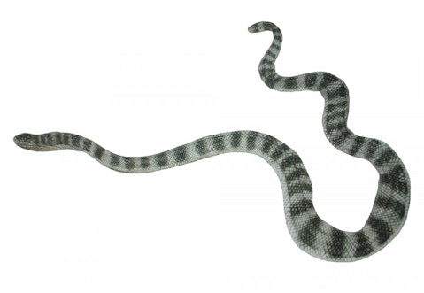 11 Most Poisonous Snakes in India