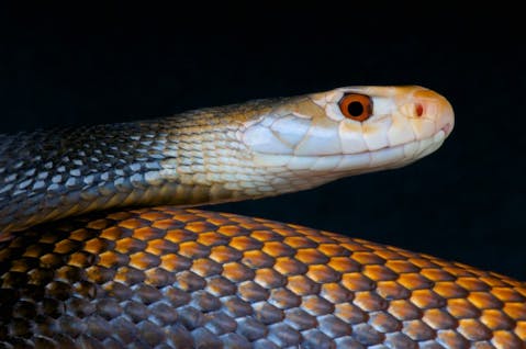 11 Most Venomous Snakes in Australia