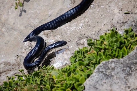 11 Most Venomous Snakes in Australia