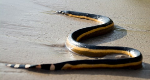 10 States With no or Least Poisonous Snakes in America
