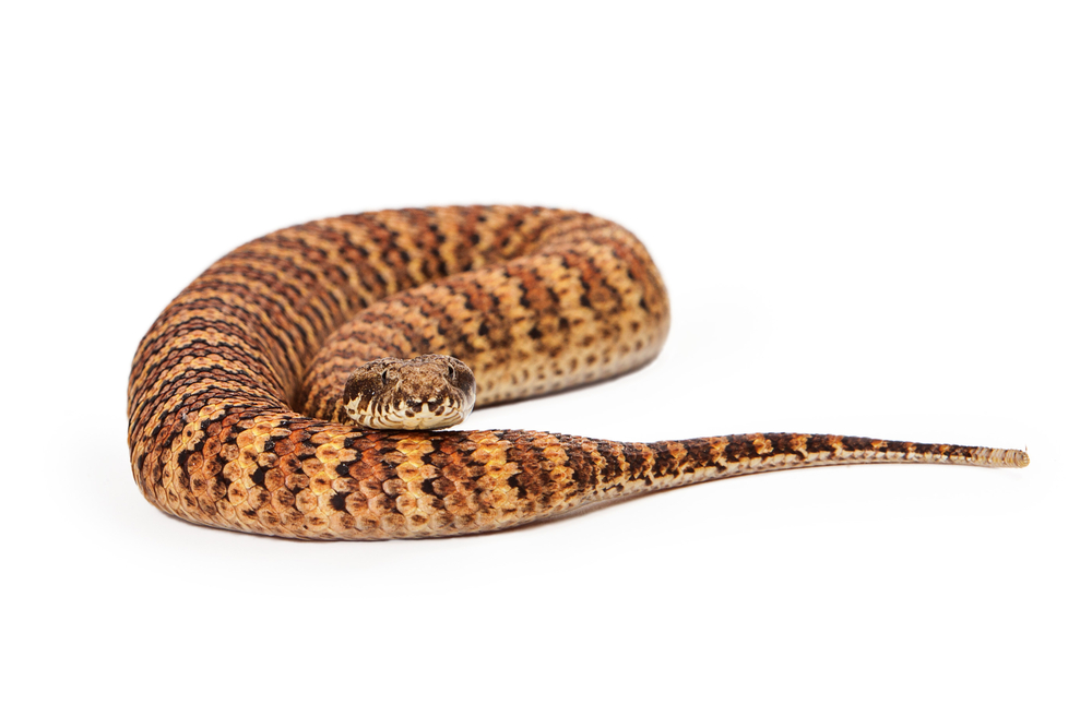 11 Most Venomous Snakes in Australia
