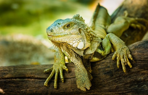 9 Most Profitable Reptiles, Pets And Farm Animals To Breed in America