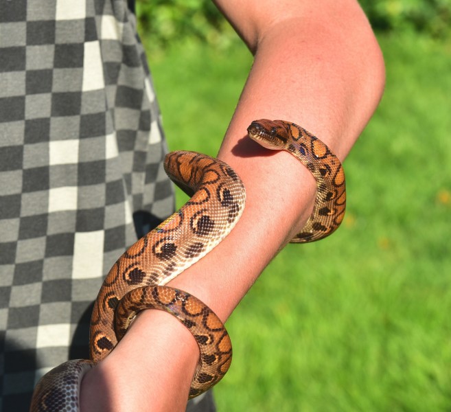 10 Websites to Buy Venomous Snakes Cheap With Free Shipping