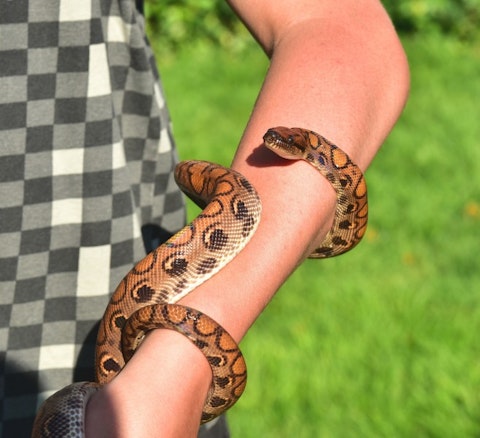 10 Websites to Buy Venomous Snakes Cheap With Free Shipping