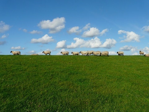 6 Most Profitable Livestocks for Small Farms