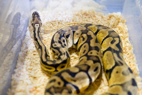 10 Snake Breeders and Reptile Shops in NJ and New York