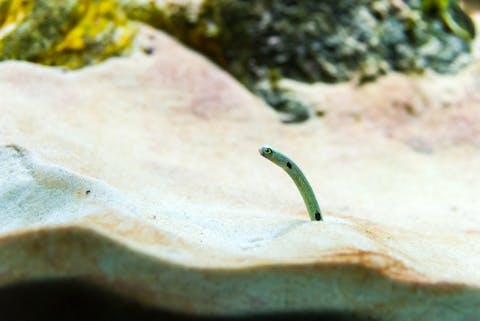 10 Websites to Buy Venomous Snakes Cheap With Free Shipping