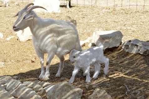 Easiest Goat Breeds to Raise