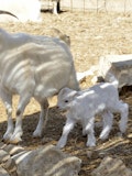 10 Easiest Goat Breeds to Raise