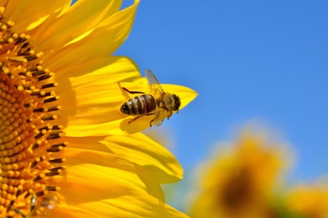 6 Most Profitable Livestocks for Small Farms