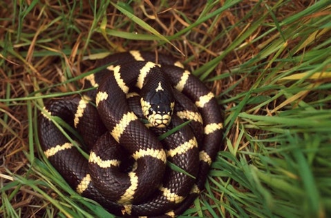 10 Most Common Snakes in America