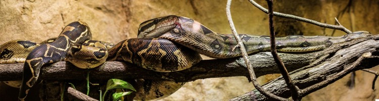 10 Most Common Snakes in America