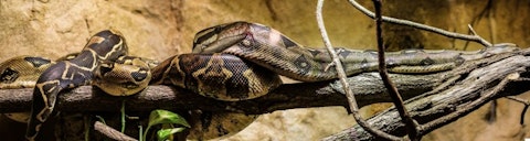 10 Most Common Snakes in America