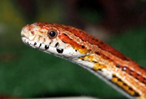 10 Most Common Snakes in America
