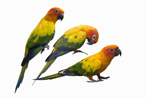 9 Most Profitable Reptiles, Pets And Farm Animals To Breed in America