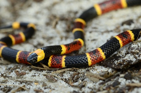 10 Most Common Snakes in America