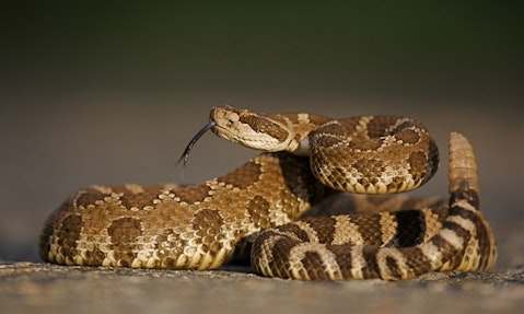 10 Most Common Snakes in America