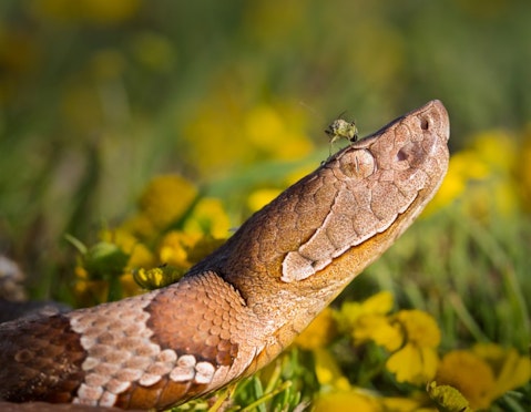 10 States With the Most Venomous Snakes in America