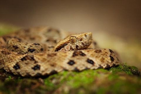 10 States With the Most Venomous Snakes in America