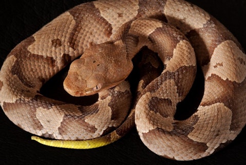 10 States With the Most Venomous Snakes in America