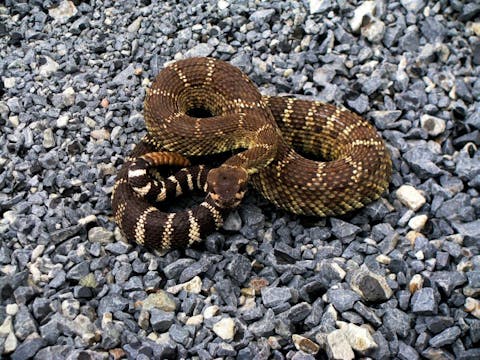 10 States With the Most Venomous Snakes in America